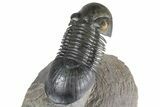 Flying Paralejurus Trilobite - Orange Eye Preservation! #381466-4